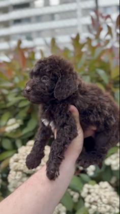 2.5 AYLIK TOY POODLE