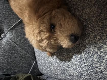 TOY POODLE 4 BUÇUK AYLIK