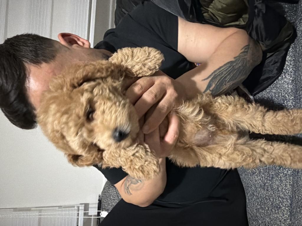 TOY POODLE 4 BUÇUK AYLIK