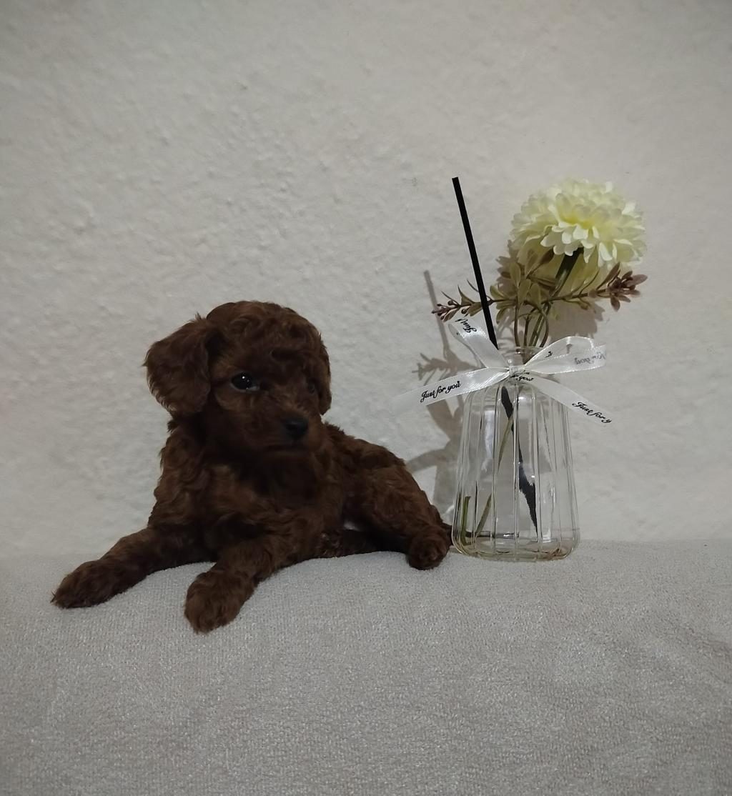 ORJİNAL TOY POODLE