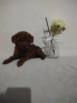 ORJİNAL TOY POODLE