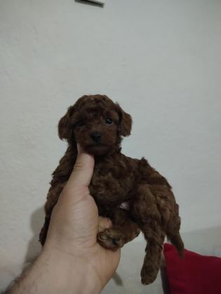 ORJİNAL TOY POODLE