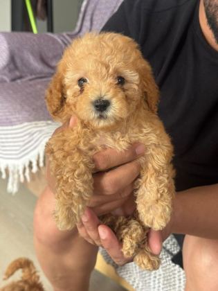 ORİJİNAL POODLE YAVRULAR