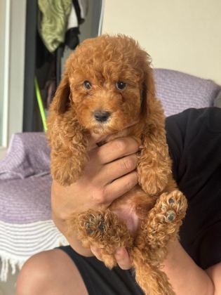 ORİJİNAL POODLE YAVRULAR