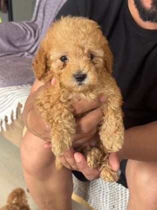 ORİJİNAL POODLE YAVRULAR