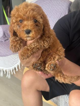 ORİJİNAL POODLE YAVRULAR