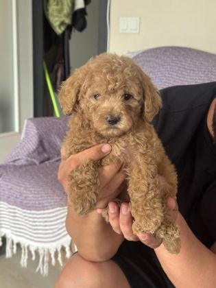 ORİJİNAL POODLE YAVRULAR