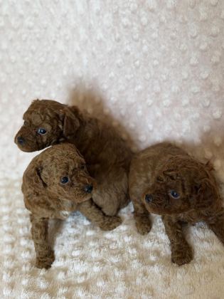 ANNE ALTINDAN TOY POODLE BEBEKLERİMİZ