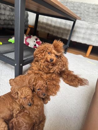 ANNE ALTINDAN TOY POODLE BEBEKLERİMİZ