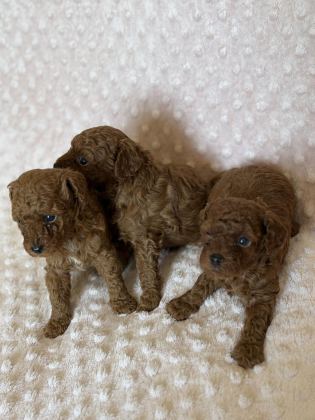 ANNE ALTINDAN TOY POODLE BEBEKLERİMİZ