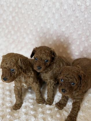 ANNE ALTINDAN TOY POODLE BEBEKLERİMİZ