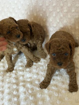 ANNE ALTINDAN TOY POODLE BEBEKLERİMİZ