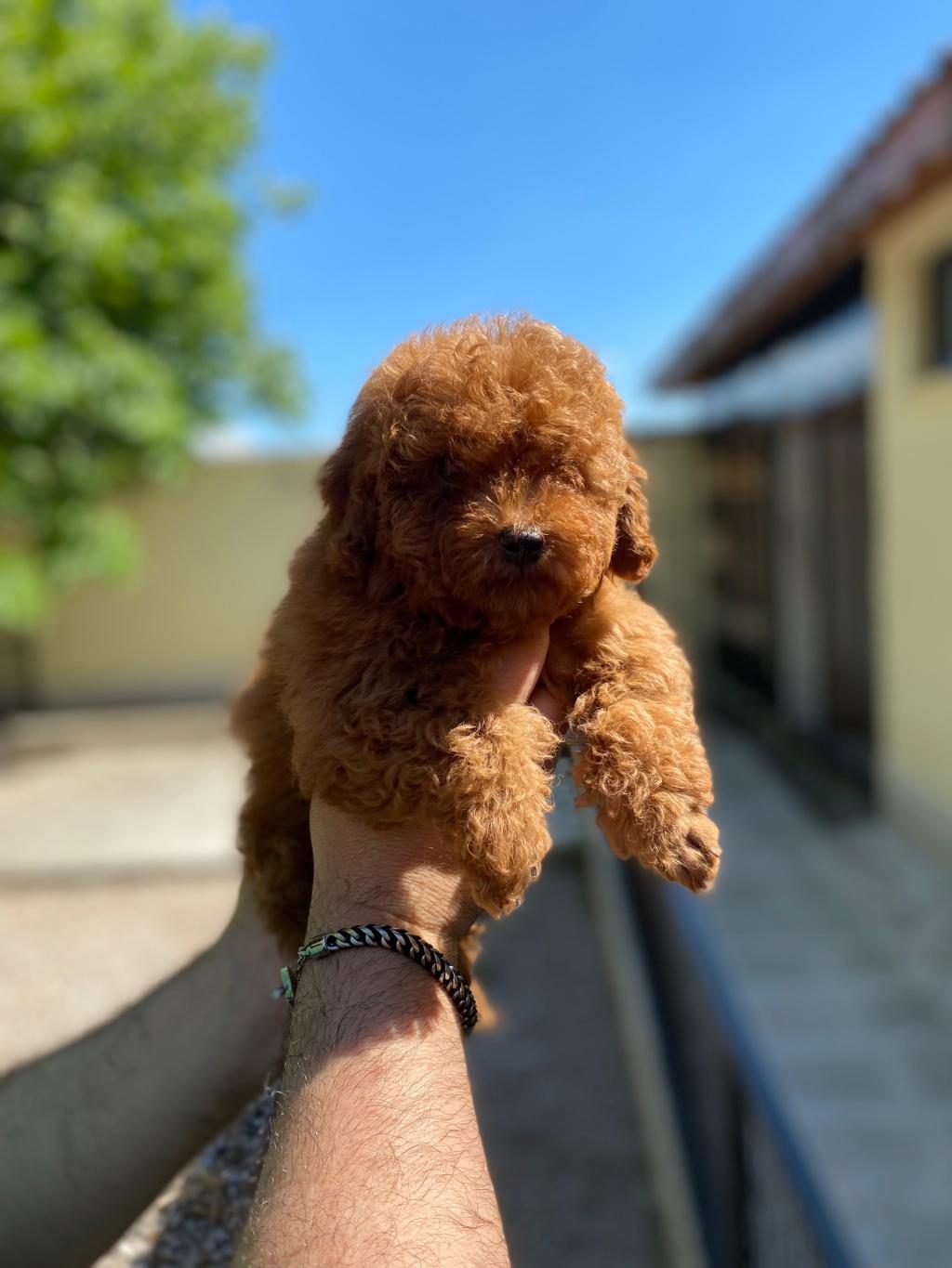 FCİ ŞECERELİ TOY POODLE YAVRULAR
