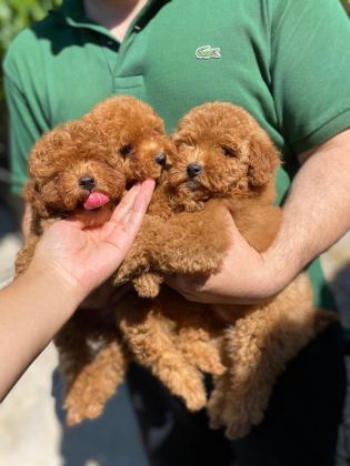 FCİ ŞECERELİ TOY POODLE YAVRULAR