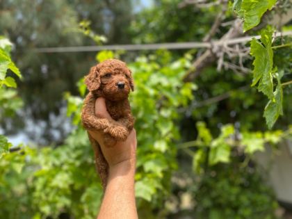 DİŞİ VE ERKEK POODLE BEBEKLERİMİZ