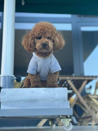 SEVGİ İLE BÜYÜTÜLEN TEACUP VE TOY POODLE BEBEKLERİMİZ