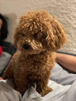 SEVGİ İLE BÜYÜTÜLEN TEACUP VE TOY POODLE BEBEKLERİMİZ