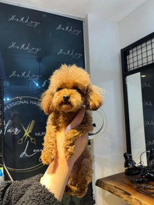 SEVGİ İLE BÜYÜTÜLEN TEACUP VE TOY POODLE BEBEKLERİMİZ