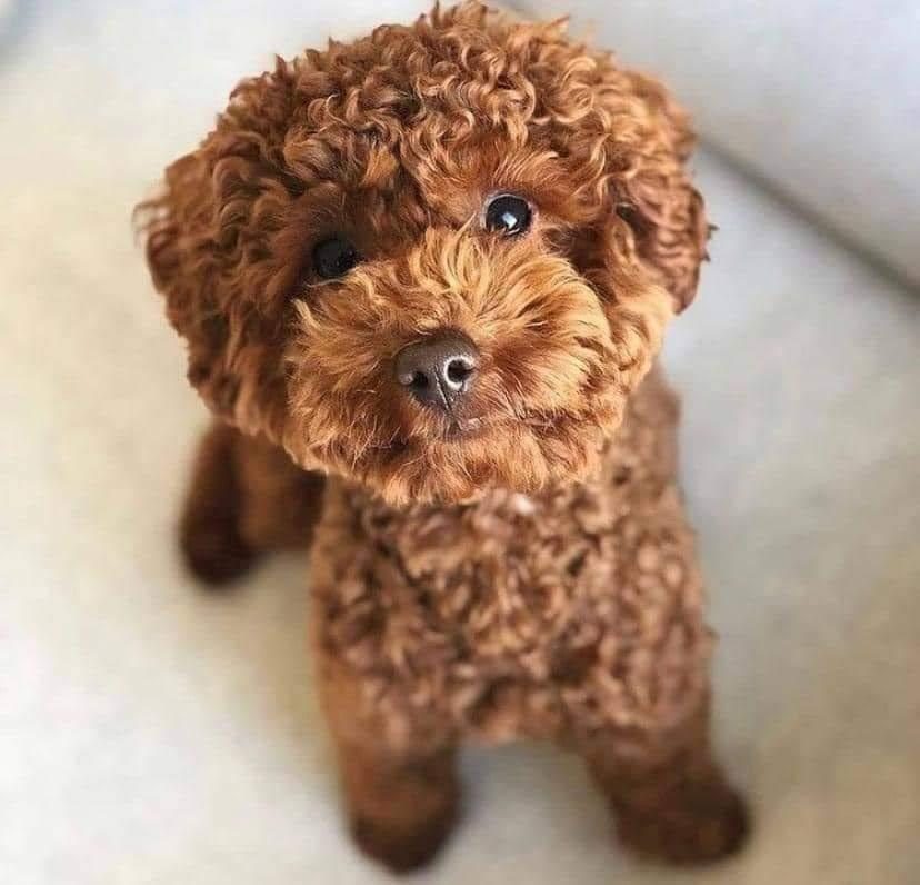 SEVGİ İLE BÜYÜTÜLEN TEACUP VE TOY POODLE BEBEKLERİMİZ