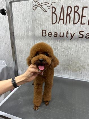 SEVGİ İLE BÜYÜTÜLEN TEACUP VE TOY POODLE BEBEKLERİMİZ