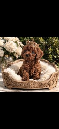 KORE POODLE BEBEKLER