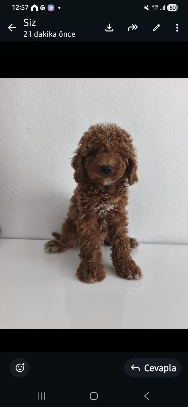 BAZI SEBEPTEN DOLAYI KÖPEĞİMİ VERECEĞİM