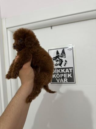 POODLE TEACUP