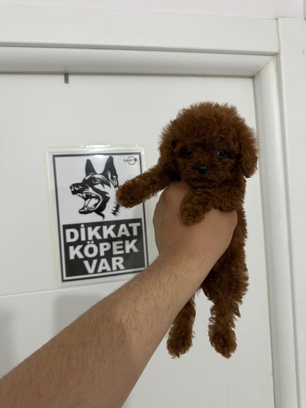 POODLE TEACUP