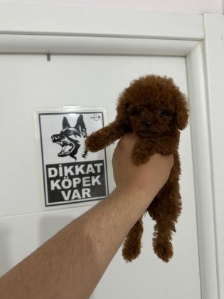 POODLE TEACUP