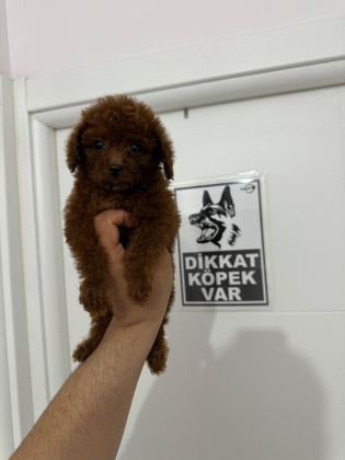 POODLE TEACUP