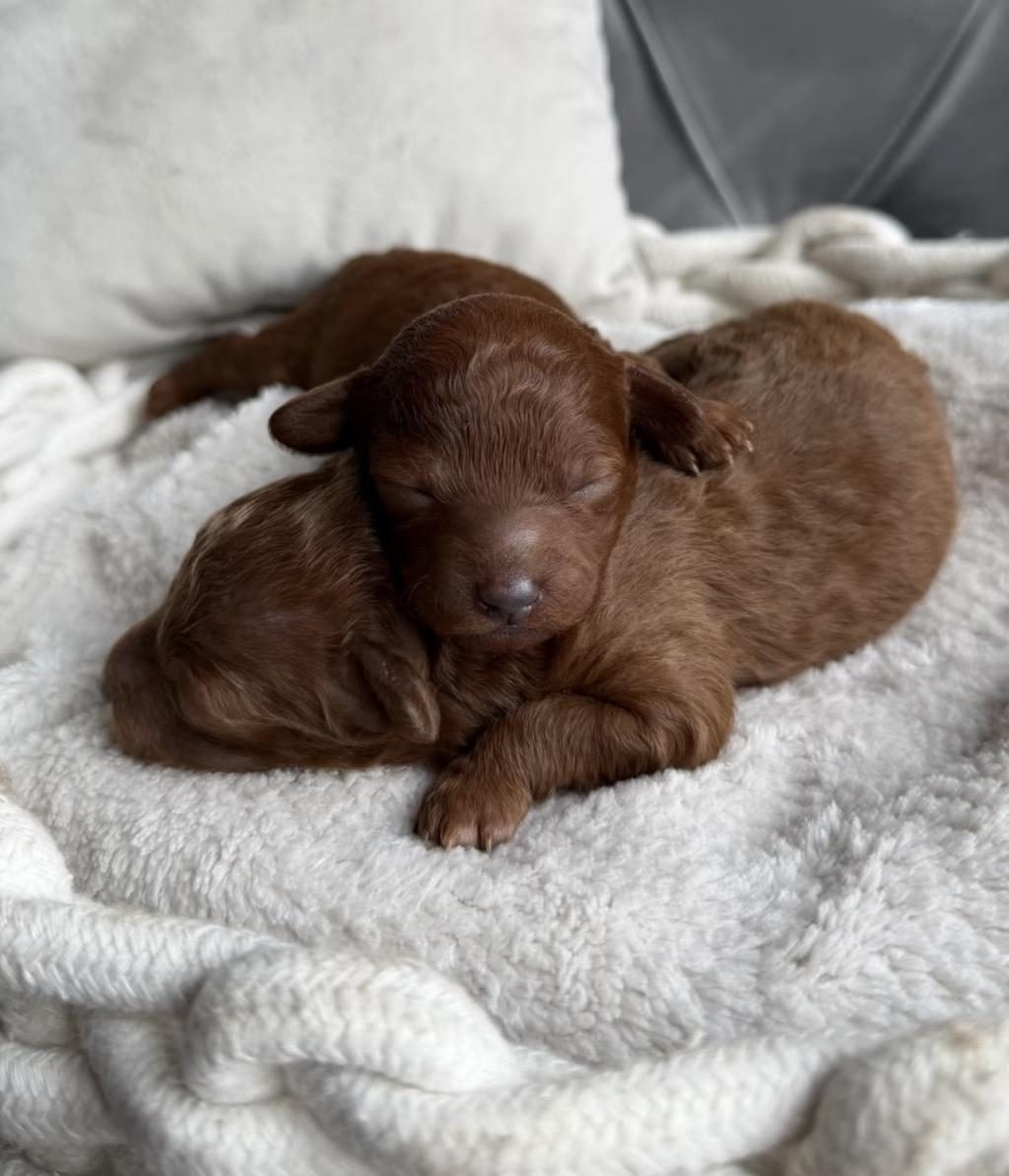 ULTRA A KALİTELİ TOY POODLE BEBEKLER