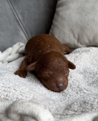 ULTRA A KALİTELİ TOY POODLE BEBEKLER