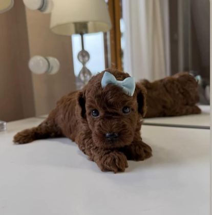 ULTRA A KALİTELİ TOY POODLE BEBEKLER