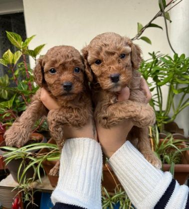 MÜKEMMEL KALİTEDE TOY POODLE MİNNOŞLAR