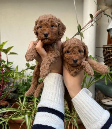 MÜKEMMEL KALİTEDE TOY POODLE MİNNOŞLAR