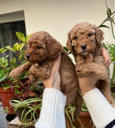 MÜKEMMEL KALİTEDE TOY POODLE MİNNOŞLAR