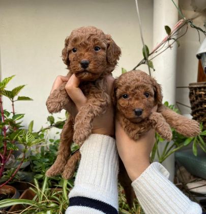 MÜKEMMEL KALİTEDE TOY POODLE MİNNOŞLAR