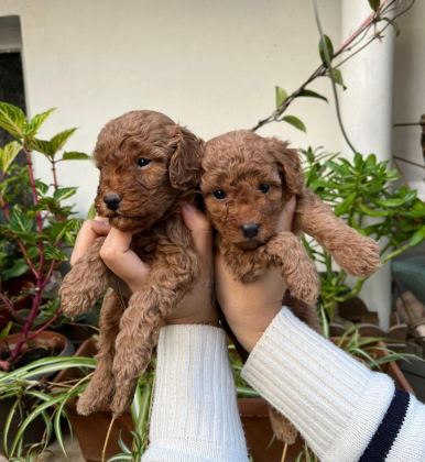 MÜKEMMEL KALİTEDE TOY POODLE MİNNOŞLAR