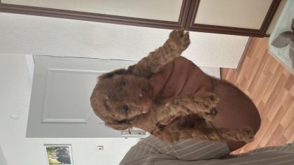 SAĞLIK GARANTİLİ TOY POODLE YAVRULAR