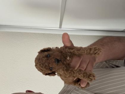 SAĞLIK GARANTİLİ TOY POODLE YAVRULAR