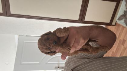 SAĞLIK GARANTİLİ TOY POODLE YAVRULAR