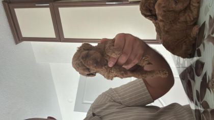SAĞLIK GARANTİLİ TOY POODLE YAVRULAR