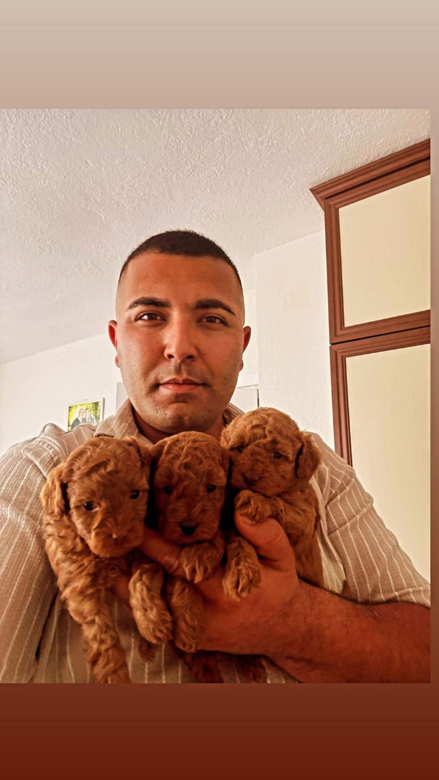 SAĞLIK GARANTİLİ TOY POODLE YAVRULAR