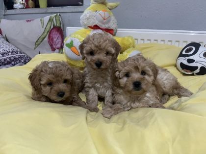 DİŞİ ERKEK POODLE BEBEKLERİM