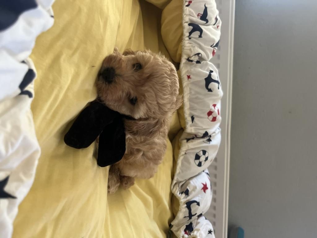 YAKIŞIKLI OĞLUMUZ MALTİPOO