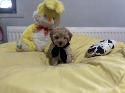 DİŞİ ERKEK POODLE BEBEKLERİM