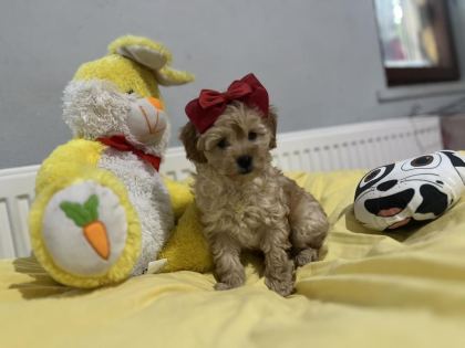 DİŞİ ERKEK POODLE BEBEKLERİM