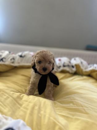 YAKIŞIKLI OĞLUMUZ MALTİPOO