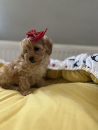 GÜZEL BEBEĞİMİZ MALTİPOO