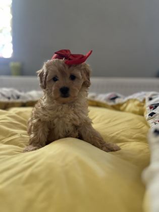 GÜZEL BEBEĞİMİZ MALTİPOO